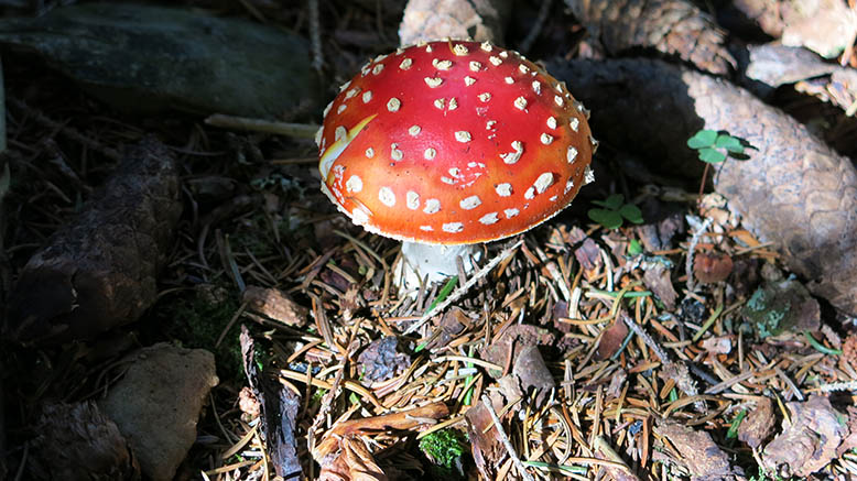 U berbu samo s iskusnim beračem!