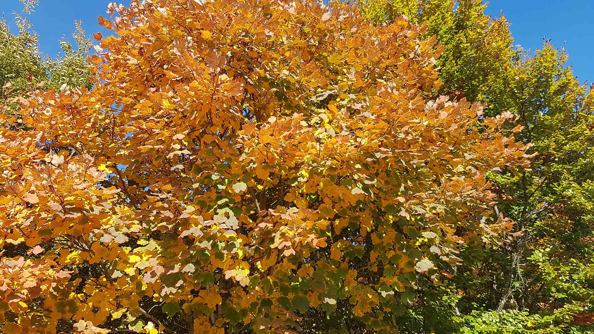 Čarobna paleta boja