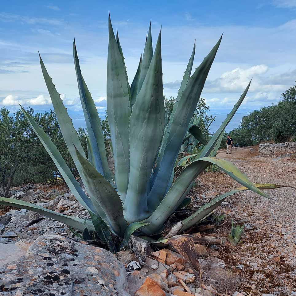 Više od biljke – simbol Dalmacije i njene tradicije